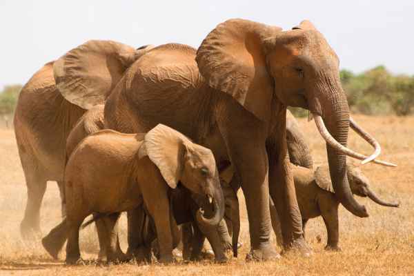 Carta da parati Elefanti