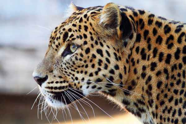 Carta da parati Leopardo