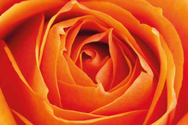 Carta da parati Rosa Macro Arancio
