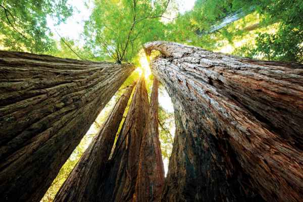 Carta da parati Sequoie