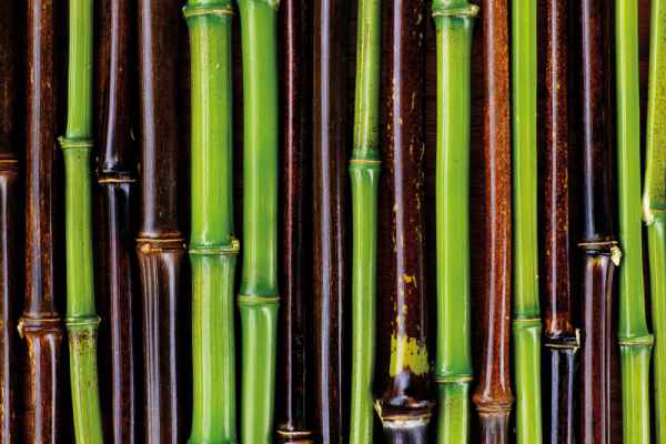 Carta da parati Bamboo Bicolore